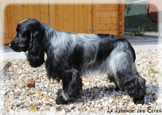 Publication : de la légende des elfes Auteur : Rachel Laderriere