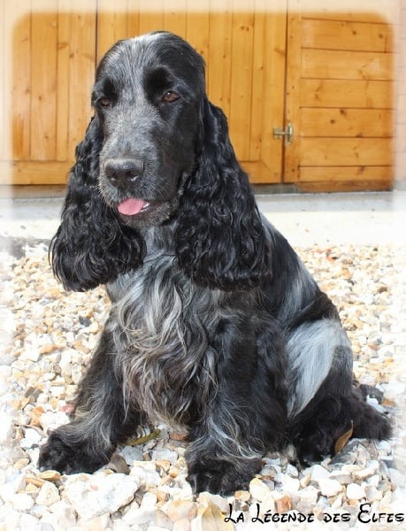 Publication : de la légende des elfes Auteur : Rachel Laderriere