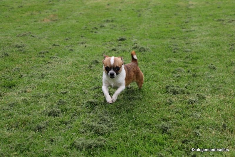 Publication : de la légende des elfes Auteur : Rachel