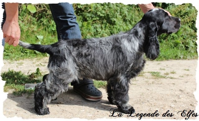 Publication : de la légende des elfes Auteur : Rachel Laderriere