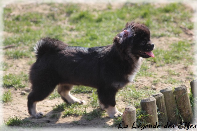 Publication : de la légende des elfes Auteur : Rachel Laderriere