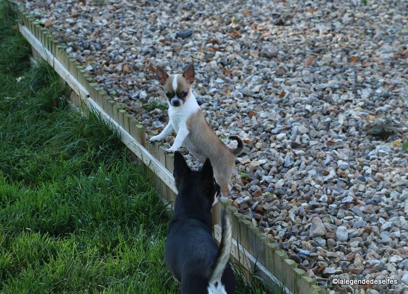 Publication : de la légende des elfes Auteur : Rachel