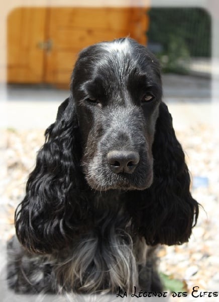 Publication : de la légende des elfes Auteur : Rachel Laderriere