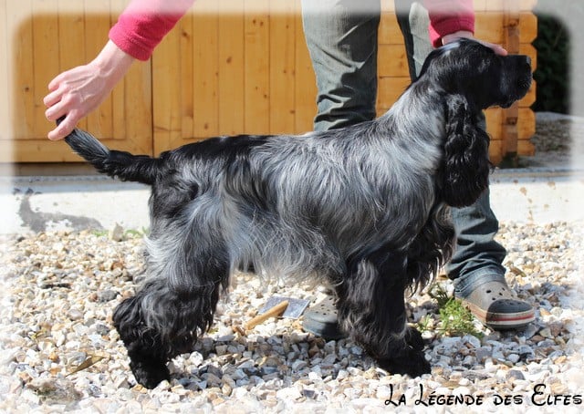 Publication : de la légende des elfes Auteur : Rachel Laderriere