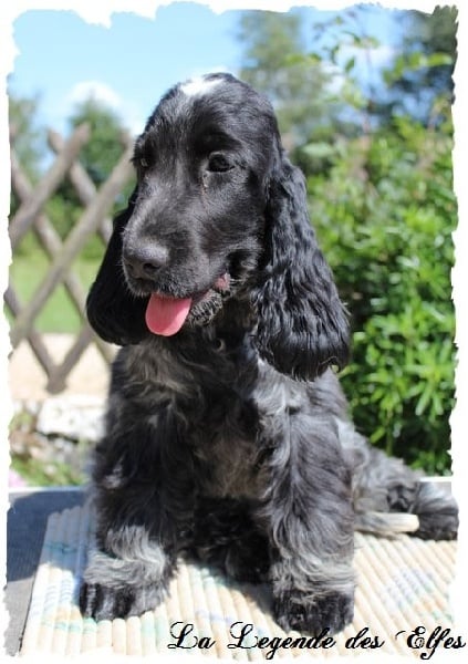 Publication : de la légende des elfes Auteur : Rachel Laderriere