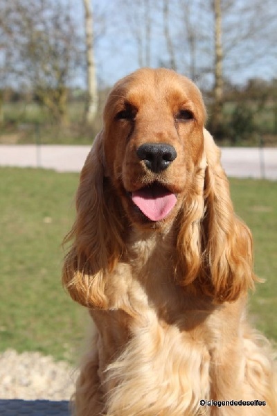 Publication : de la légende des elfes Auteur : Laderriere Rachel