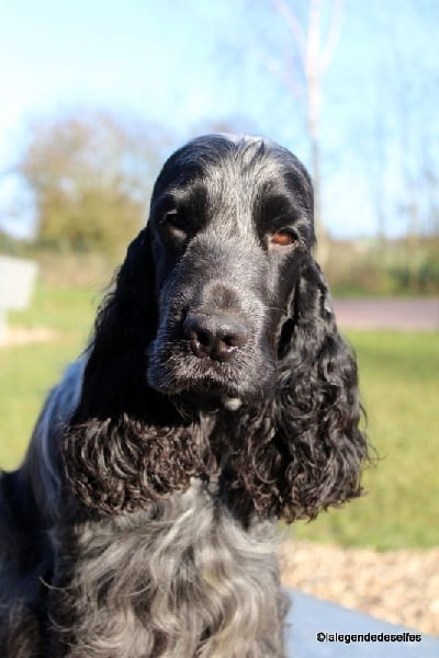 Publication : de la légende des elfes Auteur : Rachel Laderriere