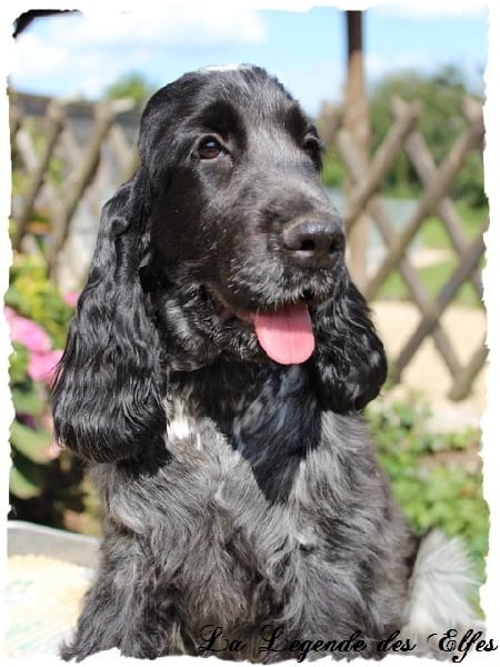 Publication : de la légende des elfes Auteur : Rachel Laderriere