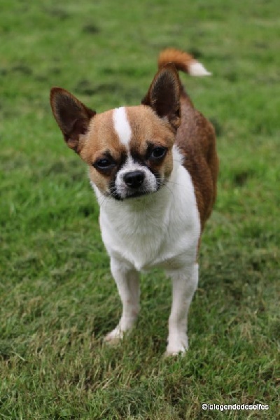 Publication : de la légende des elfes Auteur : Rachel