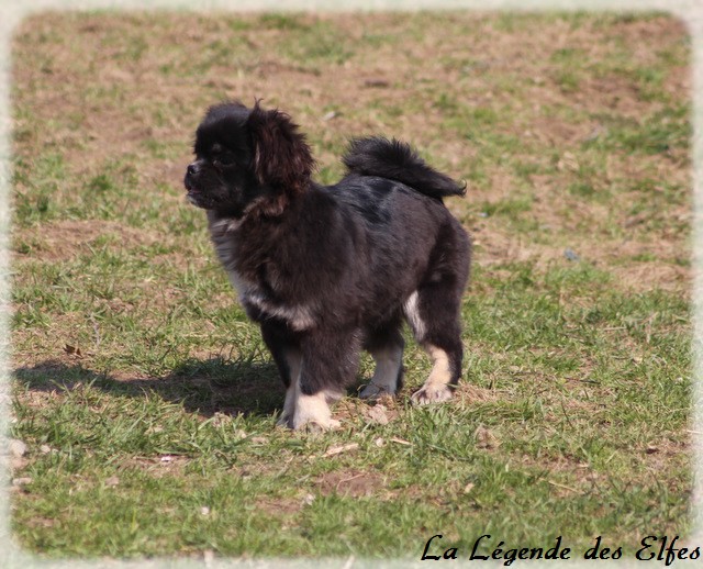 Publication : de la légende des elfes Auteur : Rachel Laderriere