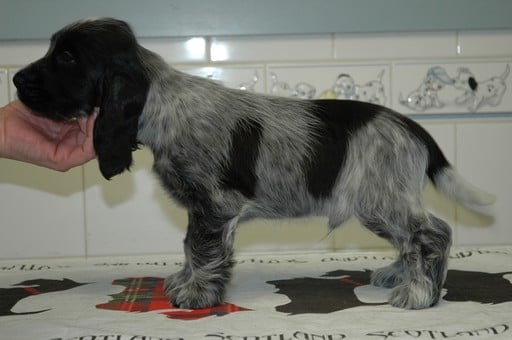 Publication : de la légende des elfes Auteur : Rachel Laderriere