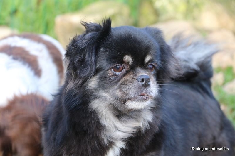 Publication : de la légende des elfes Auteur : Rachel Laderriere