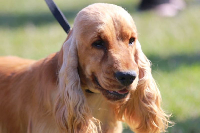 Publication : de la légende des elfes Auteur : Laderriere Rachel