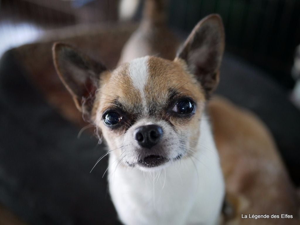 Publication : de la légende des elfes Auteur : Rachel