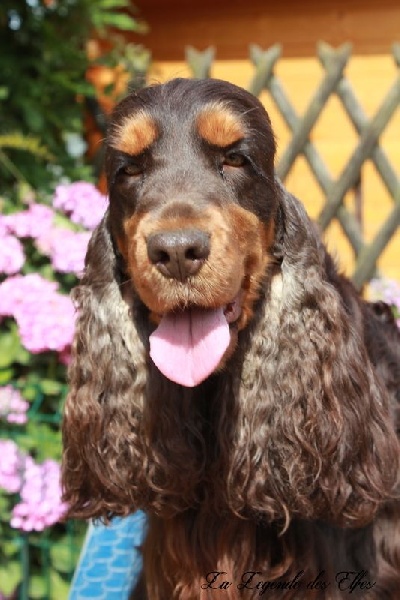 Publication : de la légende des elfes Auteur : Laderriere Rachel