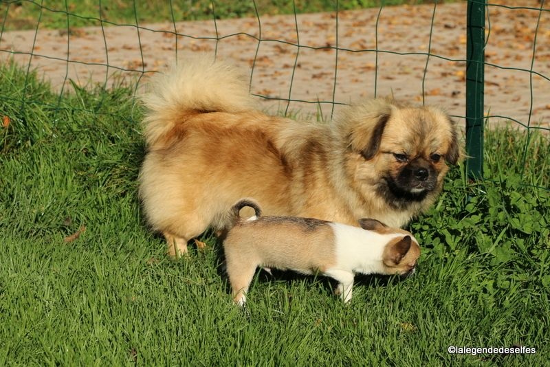 Publication : de la légende des elfes Auteur : Rachel