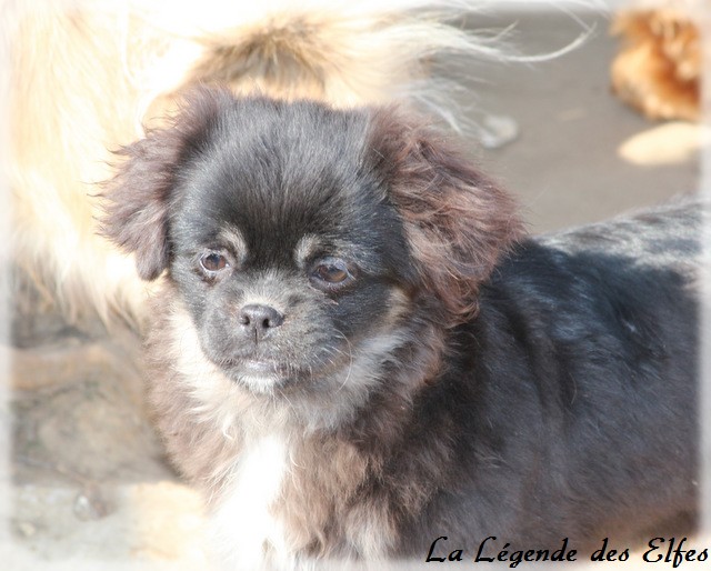 Publication : de la légende des elfes Auteur : Rachel Laderriere