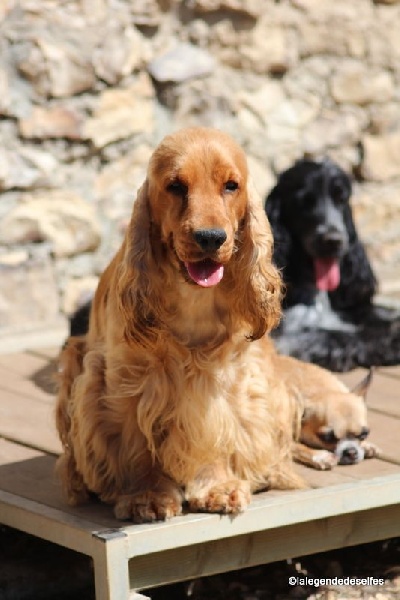 Publication : de la légende des elfes Auteur : Laderriere Rachel