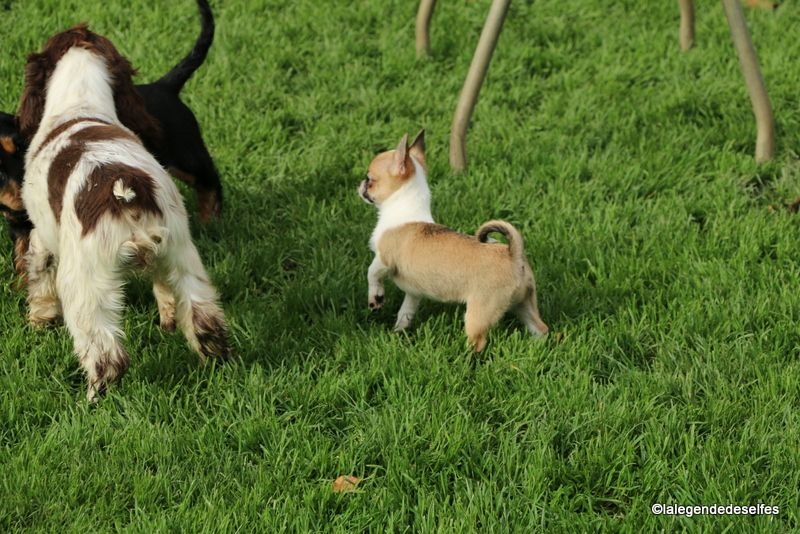 Publication : de la légende des elfes Auteur : Rachel
