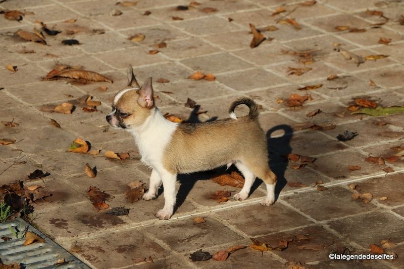 Publication : de la légende des elfes Auteur : Rachel