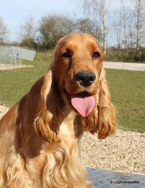 Publication : de la légende des elfes Auteur : Laderriere Rachel