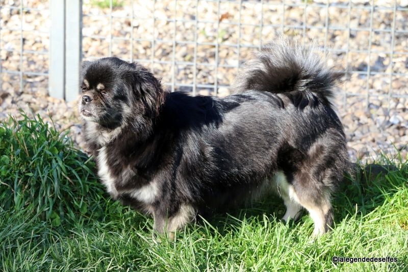 Publication : de la légende des elfes Auteur : Rachel Laderriere