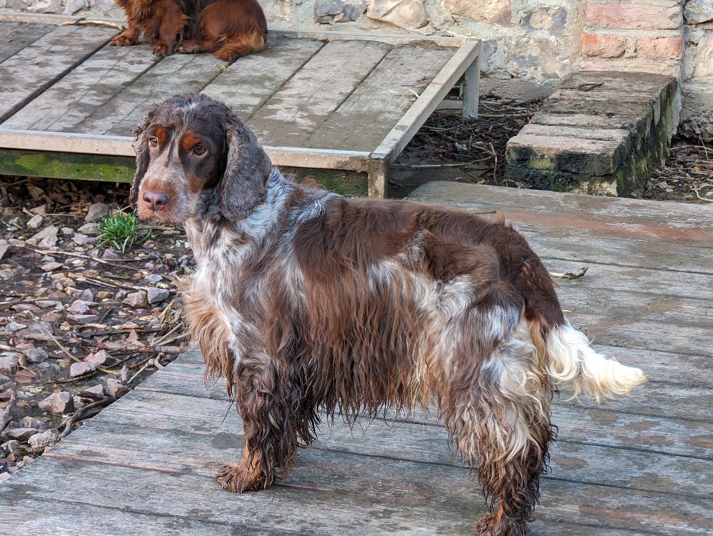 Publication : de la légende des elfes Auteur : Rachel L