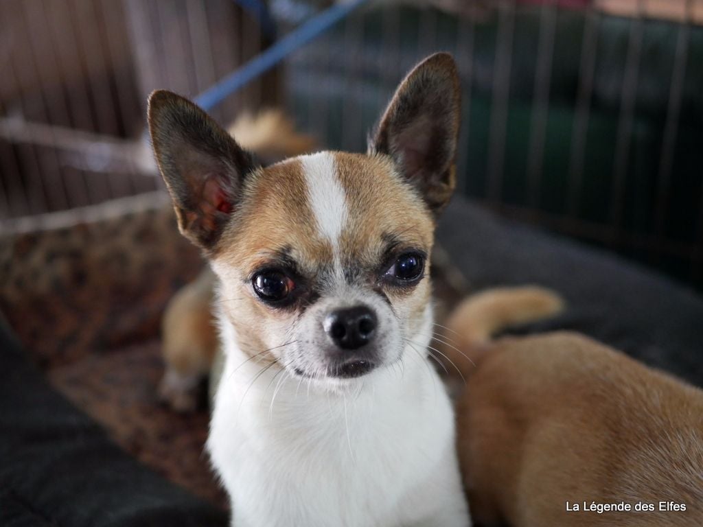 Publication : de la légende des elfes Auteur : Rachel