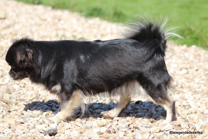 Publication : de la légende des elfes Auteur : Rachel Laderriere