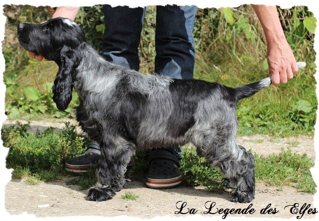 Publication : de la légende des elfes Auteur : Rachel Laderriere