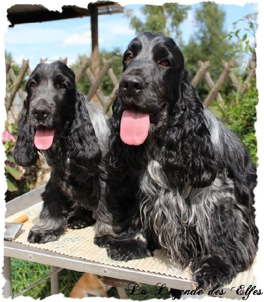 Publication : de la légende des elfes Auteur : Rachel Laderriere