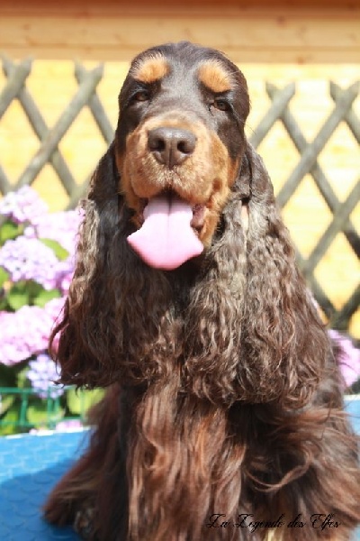 Publication : de la légende des elfes Auteur : Laderriere Rachel