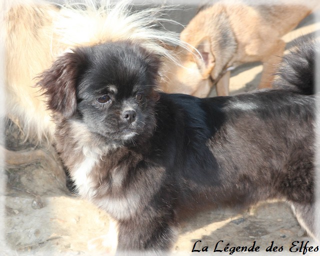 Publication : de la légende des elfes Auteur : Rachel Laderriere