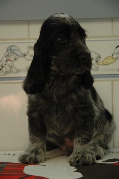 Publication : de la légende des elfes Auteur : Rachel Laderriere