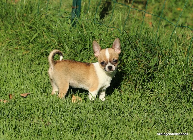 Publication : de la légende des elfes Auteur : Rachel