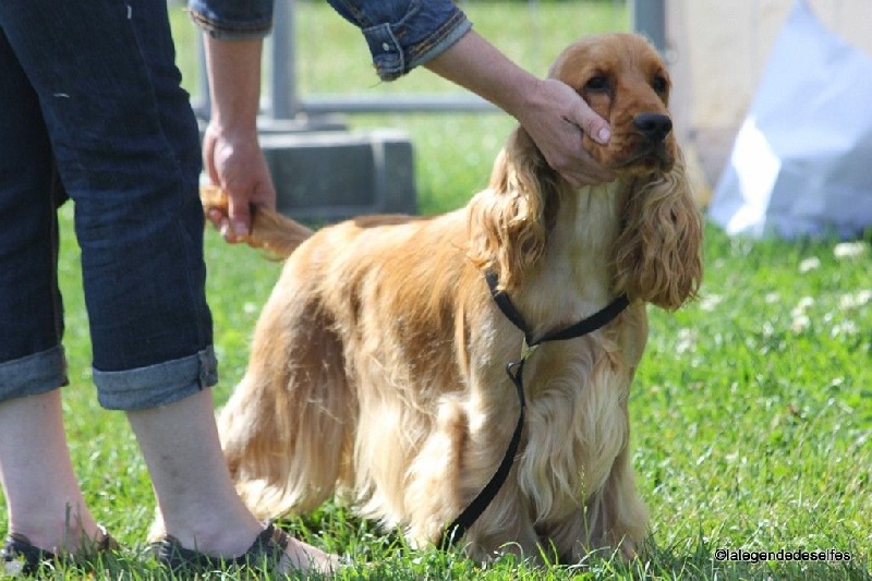 Publication : de la légende des elfes Auteur : Laderriere Rachel