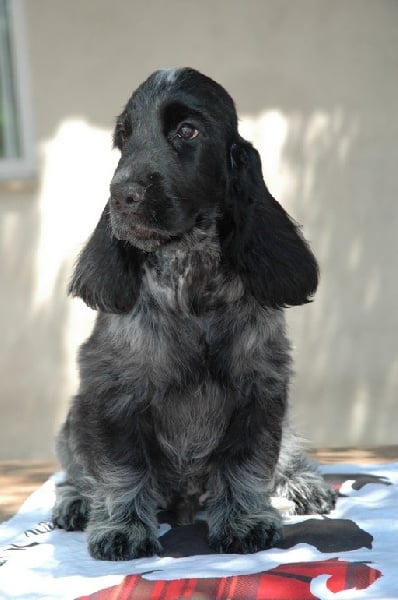 Publication : de la légende des elfes Auteur : Rachel Laderriere