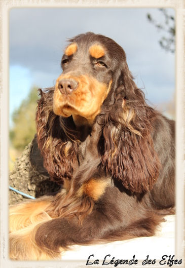 Publication : de la légende des elfes Auteur : Laderriere Rachel