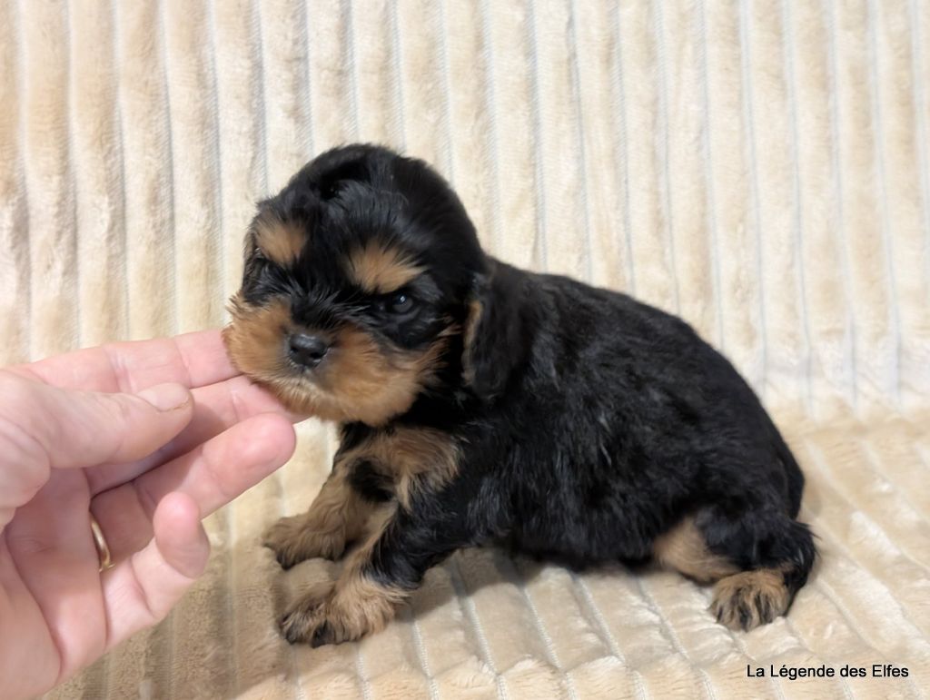 A---de la Légende des Elfes