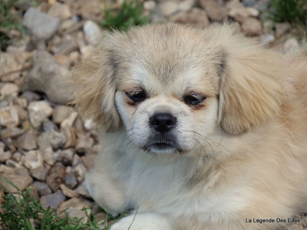 Umesh de la légende des Elfes