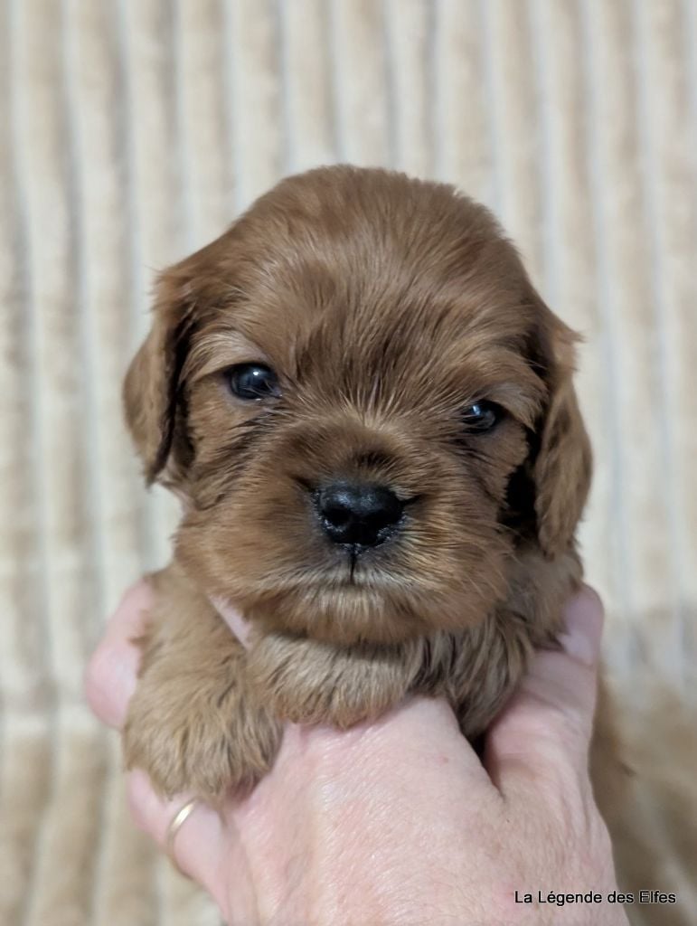 A---de la Légende des Elfes