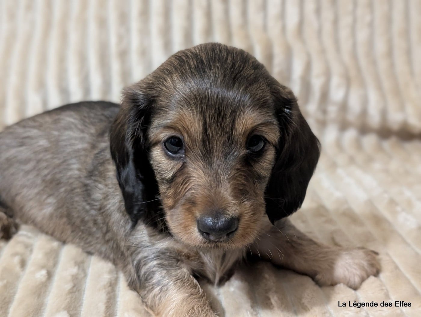 Ava de la Légende des Elfes