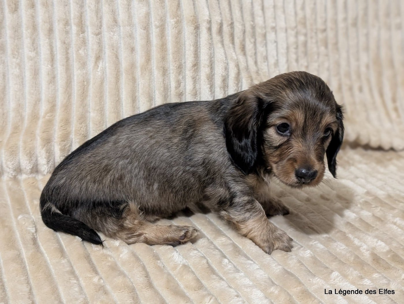 Ava de la Légende des Elfes