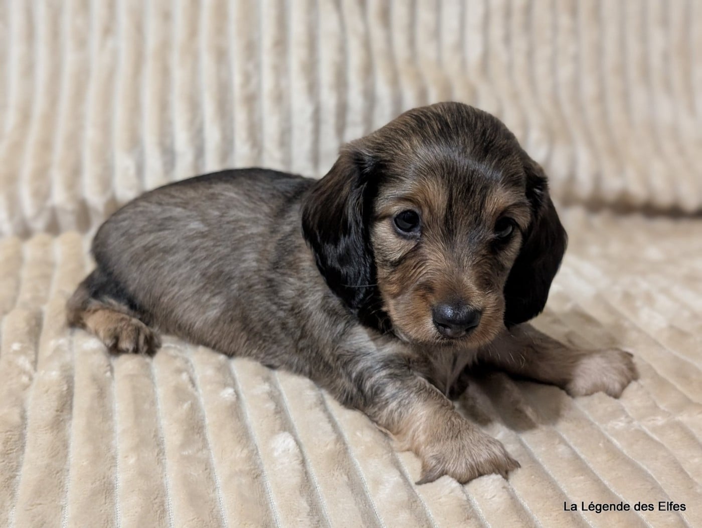 Ava de la Légende des Elfes