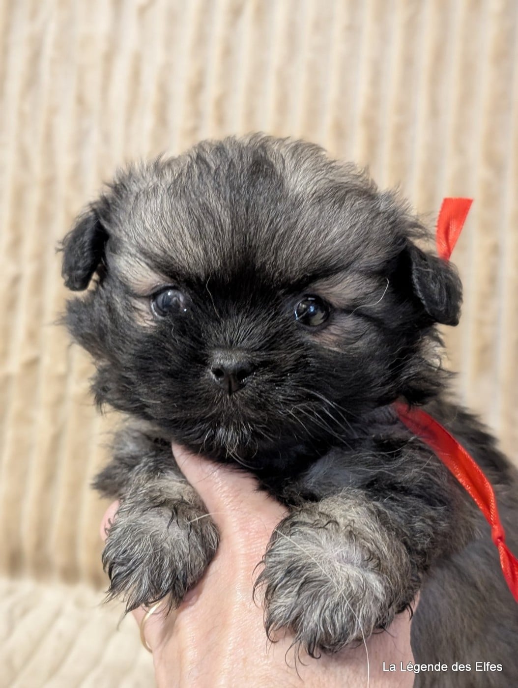 Epagneul tibetain - de la légende des elfes