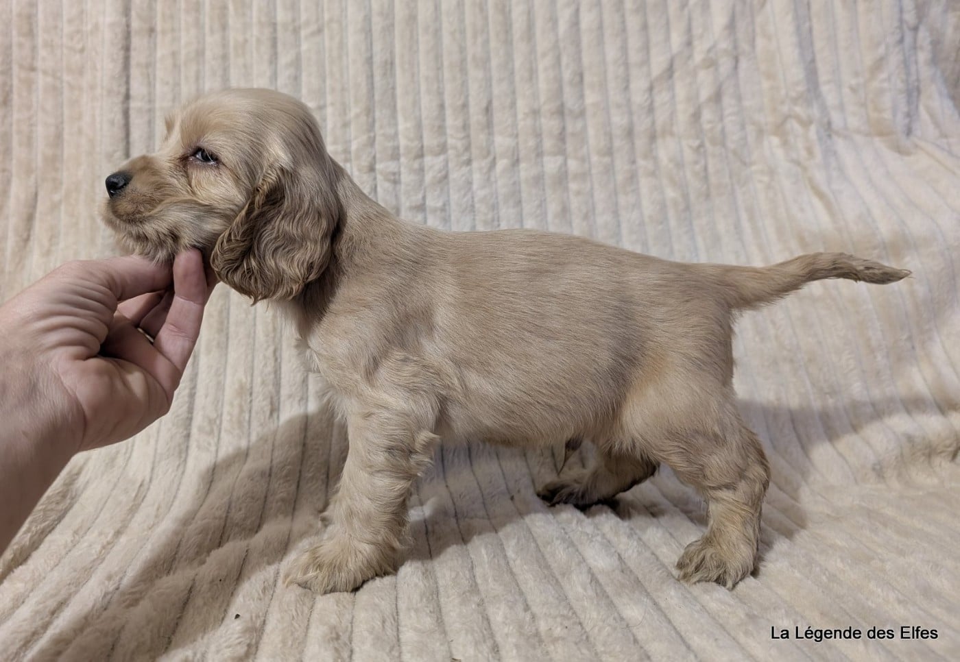 Aijo de la Légende des Elfes