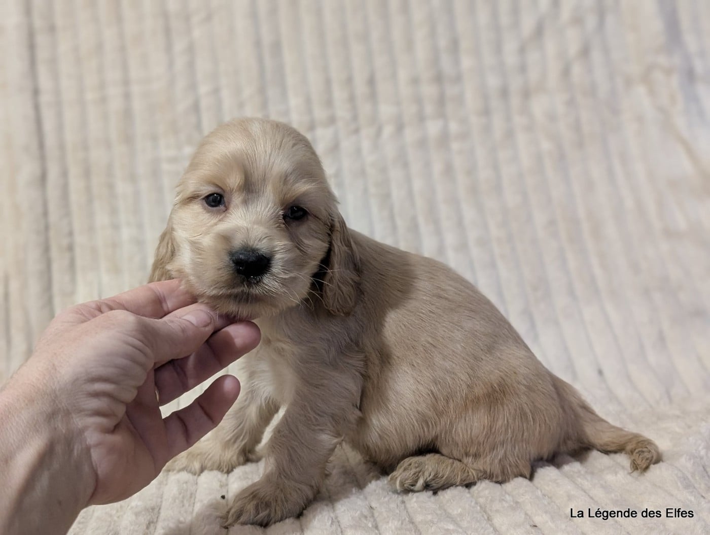 Aijo de la Légende des Elfes