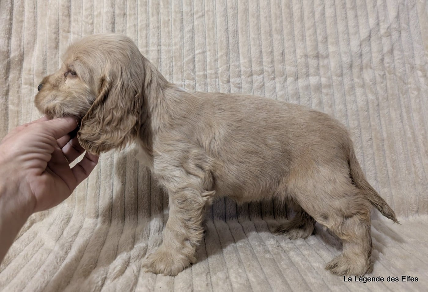 A---de la Légende des Elfes