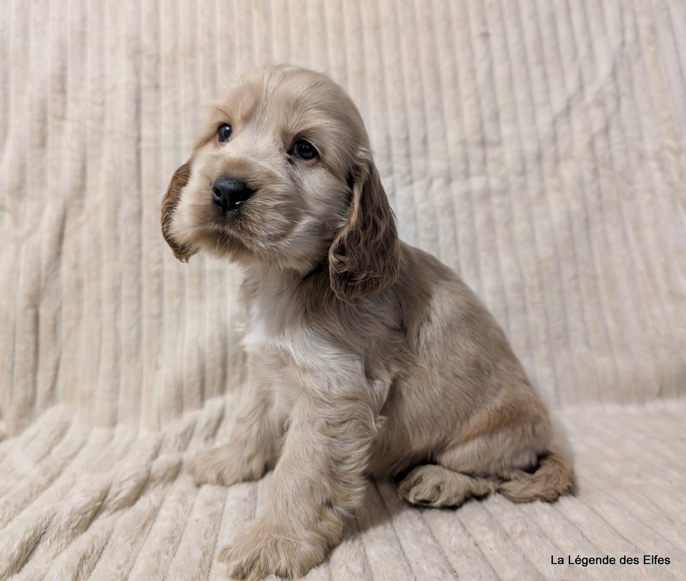 A---de la Légende des Elfes