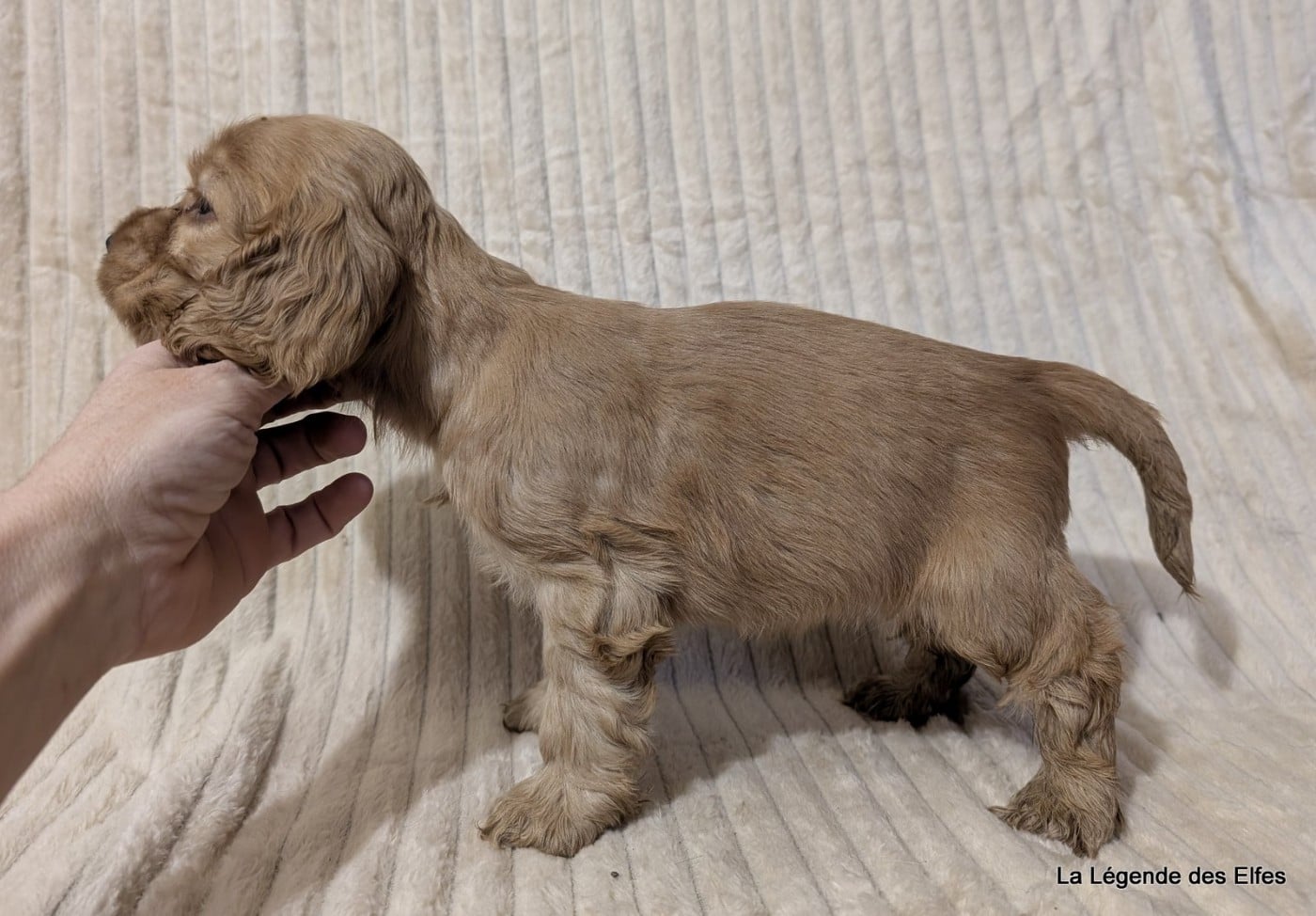 A---de la Légende des Elfes